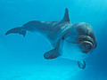 Bottlenosed Dolphin