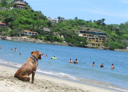 Travel Community Dog Days of Summer Travel Community Dog Days of Summer