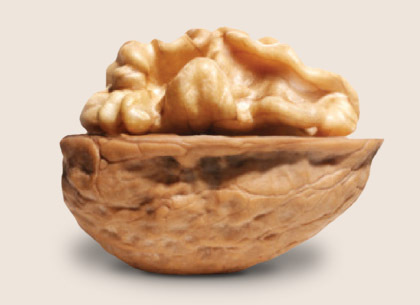 walnut walnut
