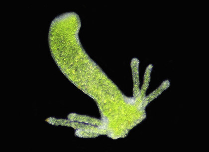 hydra hydra
