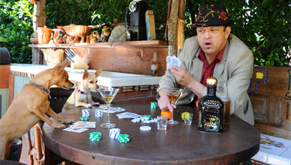 Paul Rodriguez juega póker con dos chihuahuas. Paul Rodriguez juega póker con dos chihuahuas.