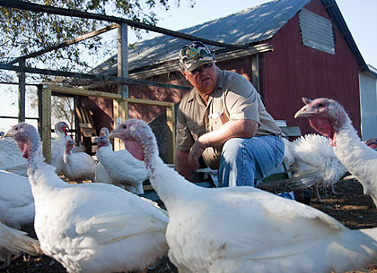 Organic Turkey Organic Turkey