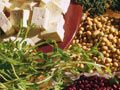 Considering Going Vegan?