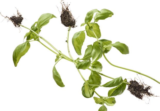 basil with roots shot on white