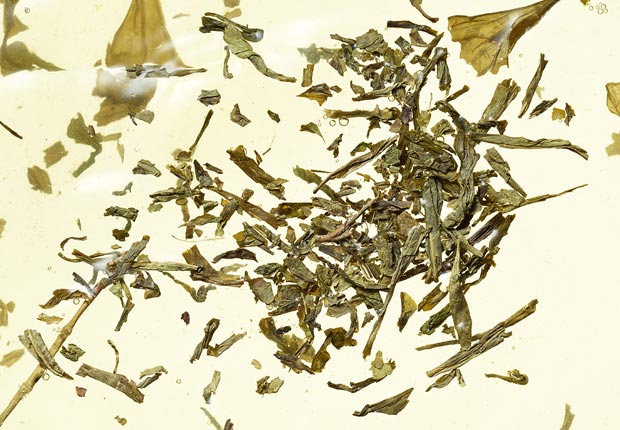 green tea and tea leaves