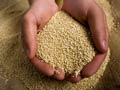 Manos con granos de quinua - Beneficios de la quinoa para la salud