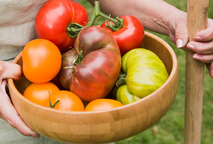 bowl of ripe multi-colored tomatoes bowl of ripe multi-colored tomatoes