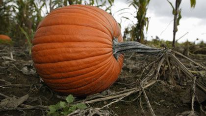 Pumpkin in field, close-up Pumpkin in field, close-up