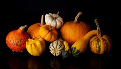 Still life with cucurbita pepo and edible pumpkins on black background - Recipes for Gourd Dishes Still life with cucurbita pepo and edible pumpkins on black background - Recipes for Gourd Dishes