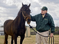 Michael Blowen rescues retired stallions