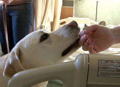 Perro labrador tocando la mano de su amo Perro labrador tocando la mano de su amo
