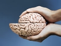 Hands holding two brain halves with one smaller than the other, Brain shrinkage related to amount of exercise