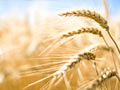 a field of wheat - the truth about gluten