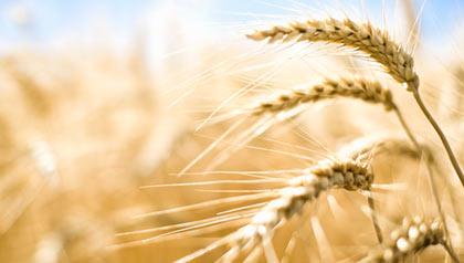 a field of wheat - the truth about gluten