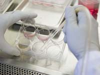 Stem cell research being conducted at the Quellos High Throughput Screening Core, Institute Stem cell research being conducted at the Quellos High Throughput Screening Core, Institute