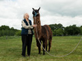 Marie Waite and Travis, the llama, Life Care Center of Nashoba Valley