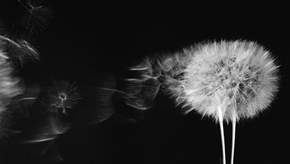 Making end of life decisions. For Prime Time Focus.