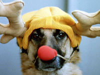 Reindeer dog - the holidays can be hazardous to your pets
