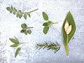 Herbs