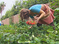 Urban Farming
