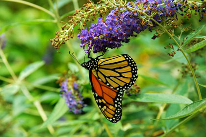 My Garden View My Garden View