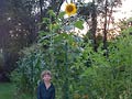 Jack and Sunflower