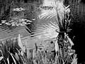 Water lilies