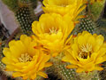 Yellow flowers