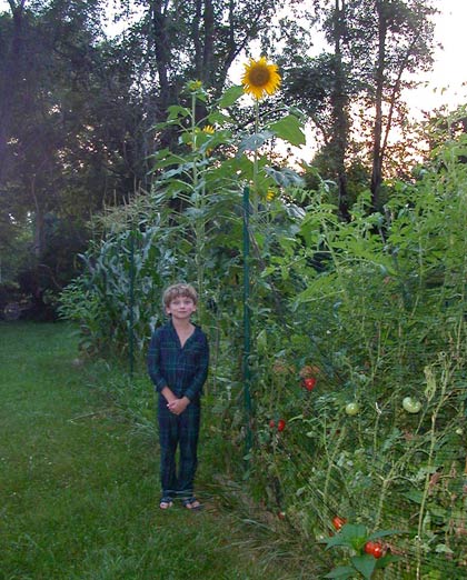 Jack and Sunflower Jack and Sunflower
