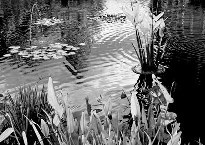 Water lilies
