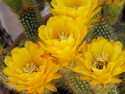 Yellow flowers