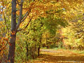 Autumn drive
