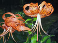 Tiger Lily