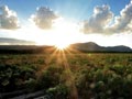great sunny places to retire- chili pepper fields in las cruces, new mexico