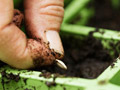 Hombre plantando una semilla