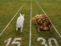 tortoise and the hare racing