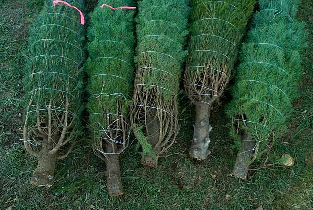 Christmas trees ready to buy early, frugal holiday season