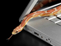 Snake slithers over laptop - malware symptoms and what to do if your computer becomes infected.