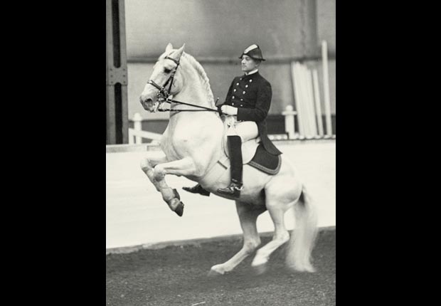 An Austrian dressage rider (possibly Oscar Swahn) trains in Vienna for the 1936 Olympic Games in Berlin.