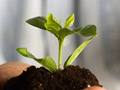 Hands holding a seedling in soil.
