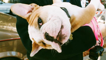 Ahorre en el cuidado de su mascota Ahorre en el cuidado de su mascota