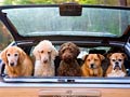 Group of dogs hanging out in trunk of station wagon