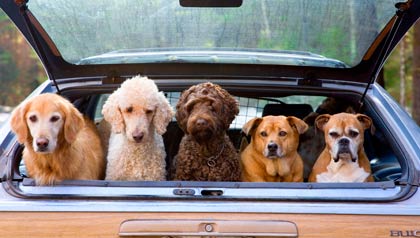 Group of dogs hanging out in trunk of station wagon