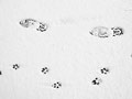 Dr. Marty Becker: 5 Things About Dog Walking