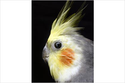 Australian Cockatiel 