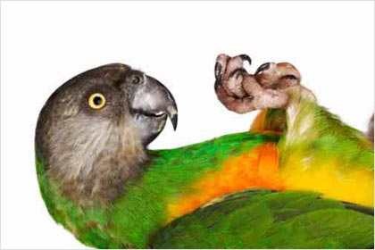 Senegal Parrot