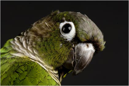 Green-cheeked Conure