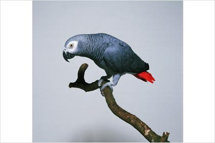 African Grey Parrot