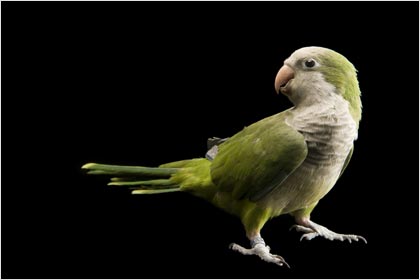 Quaker Parrot