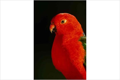 King Parrot
